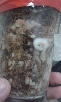 IMG-20160807-WA0006.jpeg