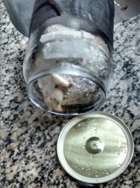 cogumelos jovens após dunk 2.jpg