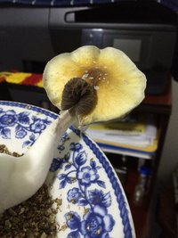 image.jpeg