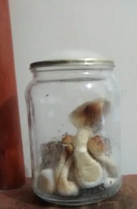pote 3 antes de colher b.jpg