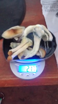 pesagem de 21,7g frescas.jpg