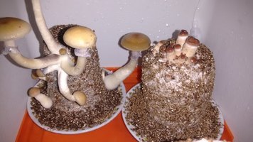 IMG_20160816_121323.jpg