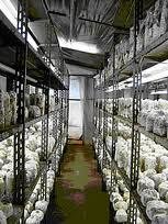 cultivo de cogumelos comestíveis pela técnica jun-cao_10.jpg