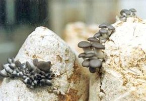 cultivo de cogumelos comestíveis pela técnica jun-cao_12.jpg