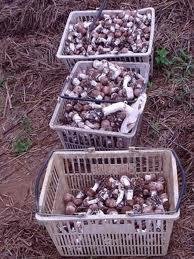 cultivo de cogumelos comestíveis pela técnica jun-cao_13.jpg