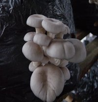 cultivo de cogumelos comestíveis pela técnica jun-cao_11.jpg