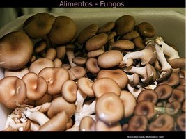cultivo de cogumelos comestíveis pela técnica jun-cao_14.jpg
