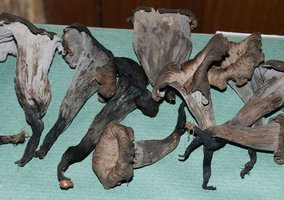 cultivo de cogumelos comestíveis pela técnica jun-cao_17.jpg