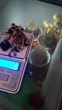 IMG_20160819_105924.jpg