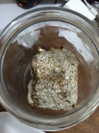 1f - pote 2 - bolo após a colheita ficou de lado pra ajudar os pinos.JPG