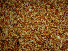 Cultivando cogumelos com sementes para pássaros