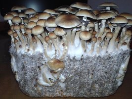 Martinica_ Supalemonhaze_Shroomery_325067648-20160514_190306.jpg