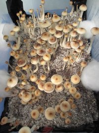 R44_eatyualive_Shroomery_933214998-r44flush.jpg