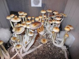 R44_eatyualive_Shroomery_976251695-r44tub2-4.jpg