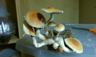 R44_Munchauzen_Shroomery_536785094-IMAG0160.jpg