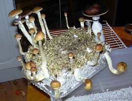 Stropharia_parpas_Shroomery_546578778-Stropharia_parpas.jpg