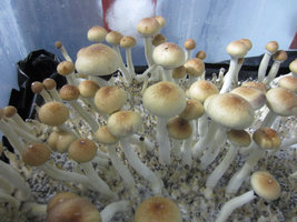 Stropharia_eatyualive_Shroomery_236181006-strophariatry2-2.jpg