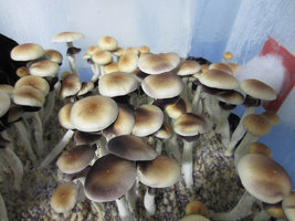 Stropharia_eatyualive_Shroomery_245804690-stro2.jpg