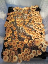Stropharia_eatyualive_Shroomery_910540547-STRO2-22.jpg