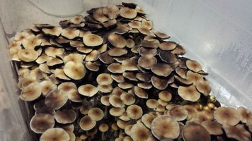 Stropharia_Munchauzen_Shroomery_031016440-2016-04-10_11.35.06.jpg