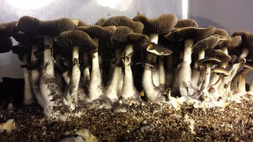 Stropharia_Munchauzen_Shroomery_090987841-2016-04-10_22.12.17.jpg