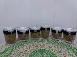 00a - dia 1 - sem sinal de micélio em nenhum copo - frente.jpg