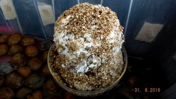 DSCF2774.JPG