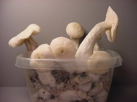 albino01.jpg