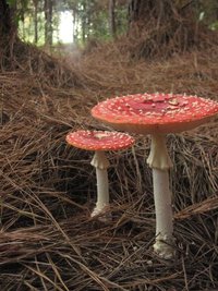Amanita muscaria