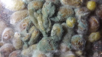 aspergillus-04.jpg