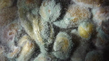 aspergillus-03.jpg
