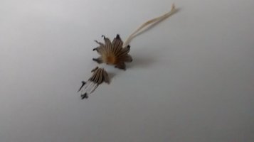 IMG_20160902_103429682.jpg