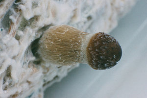 29376944911_3a68931838_z.jpg