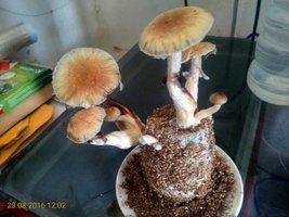 IMG_20160828_120212.jpg