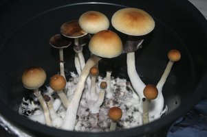 Bulk