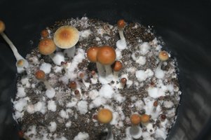 bulk-tupy-02.jpg