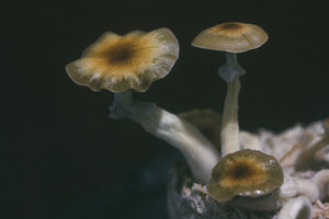 28896215623_6e4f689891_z.jpg