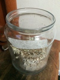 Pote #1 a.JPG