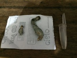 Comparação abortos.JPG
