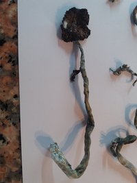 Psilocybe Cubensis - Albino B+.jpg