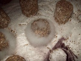 cobweb01.jpg