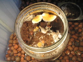 cultivo-in-vitro.jpg