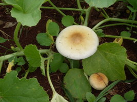cultivo-outdoor.jpg