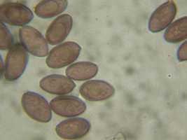 esporos02-pal1000x02.jpg