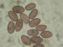 esporos03-pal1000x01.jpg