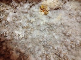 excremento-micelial02.jpg