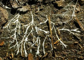 Hyphae.jpg