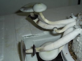 a-mais_albino01.jpg