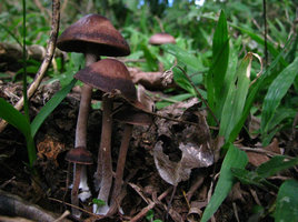 Panaeolus subbalteatus