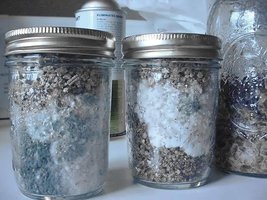 Penicillium